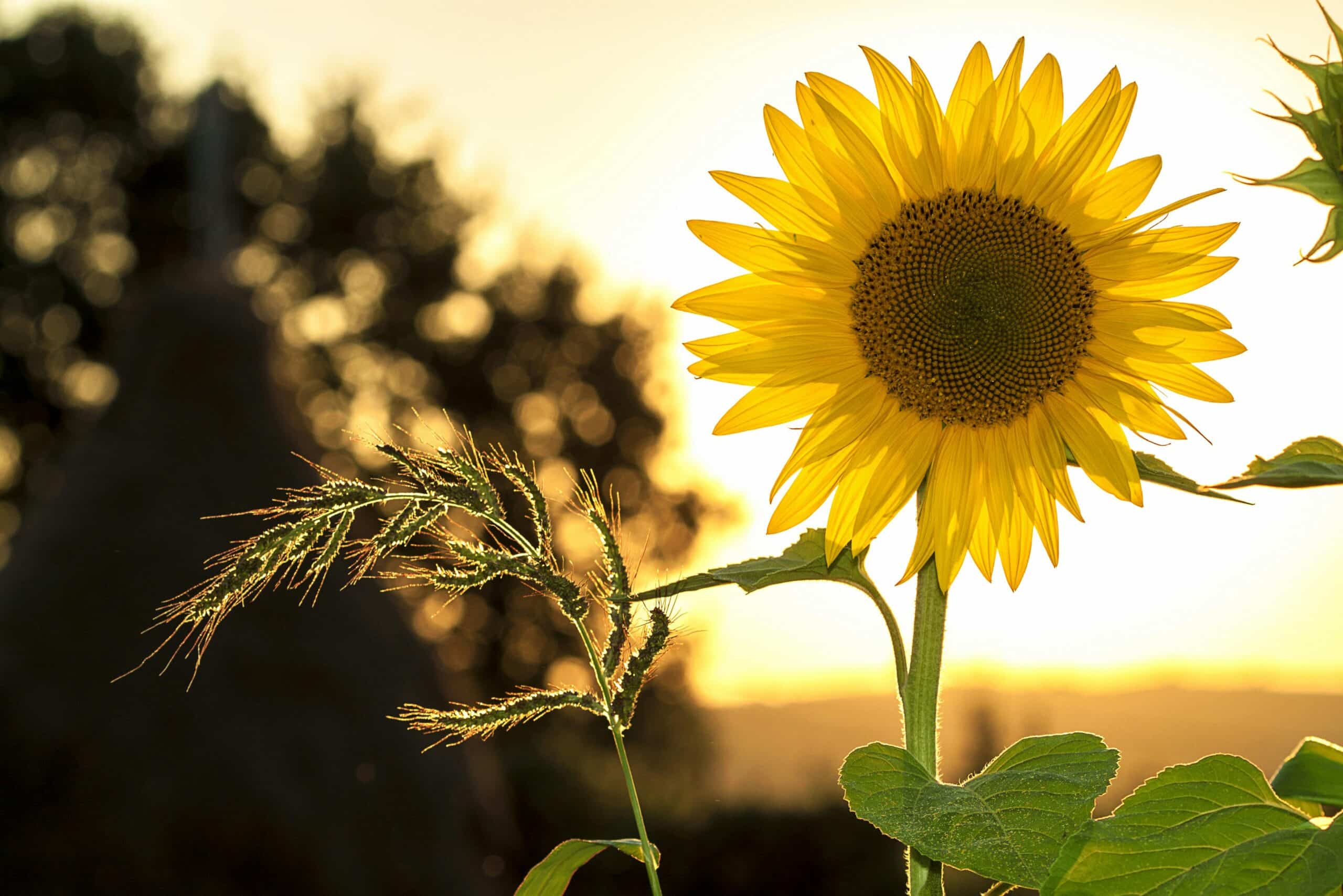 How to Enhance Your Child’s Greek Language Skills During the Summer