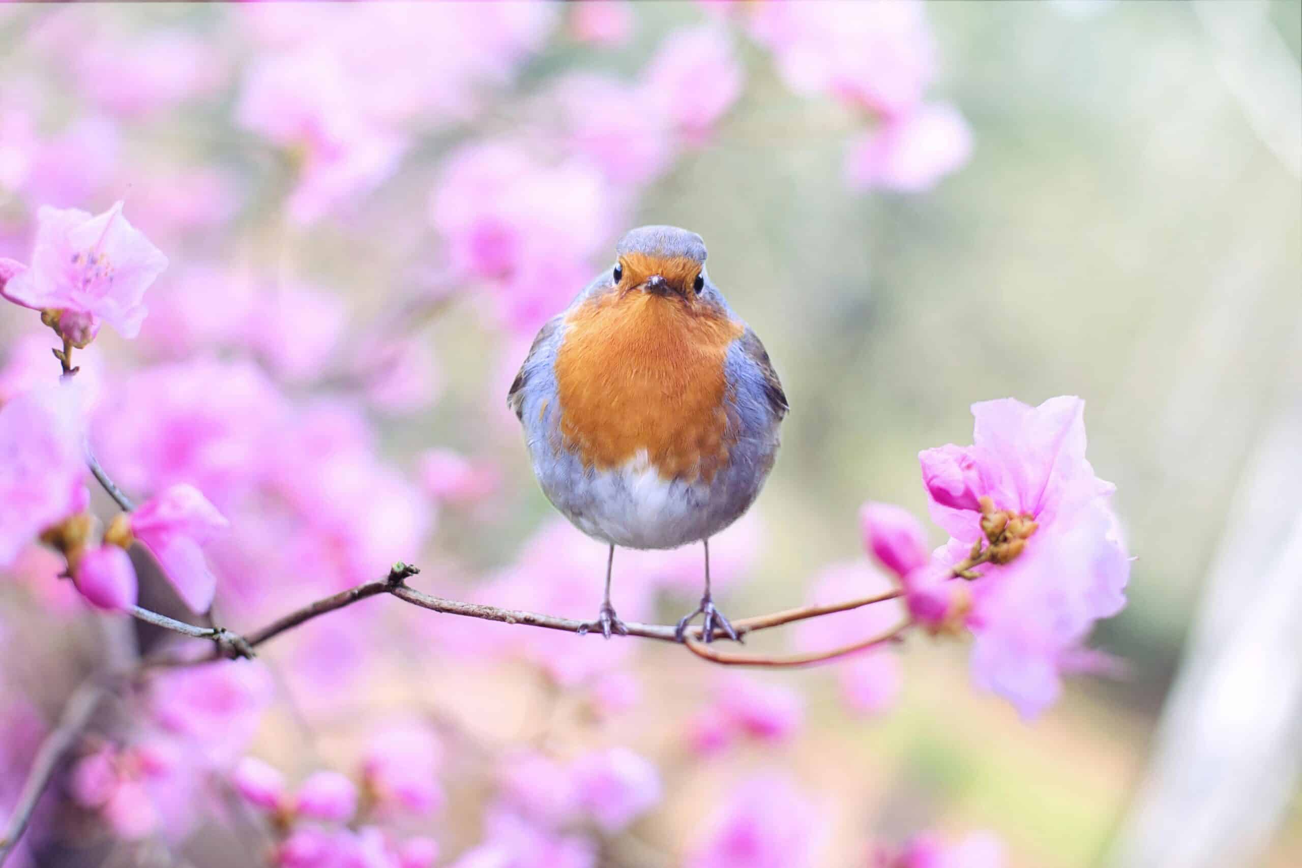 Spring in Greece: Greek Spring Vocabulary for Language Learners